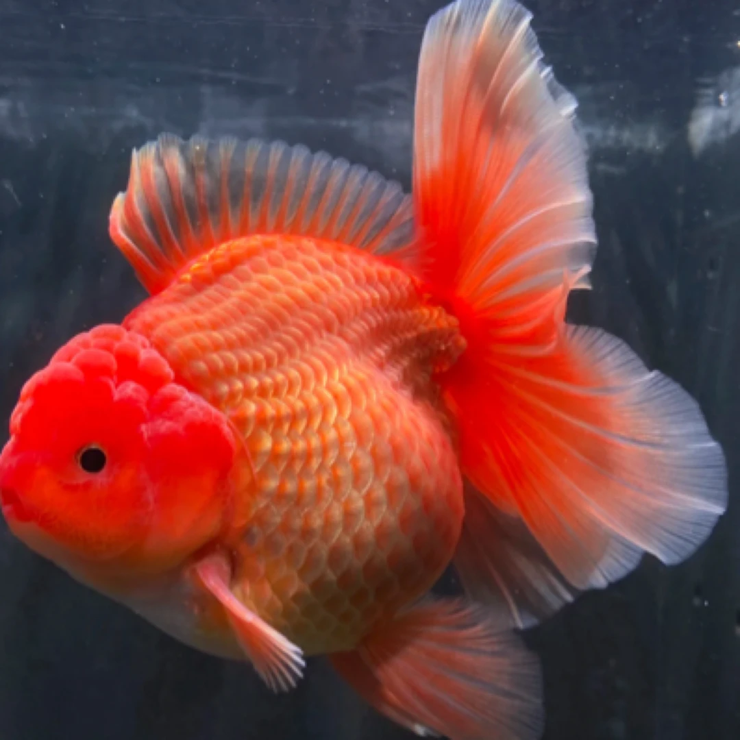 特价精品兰寿小亚成