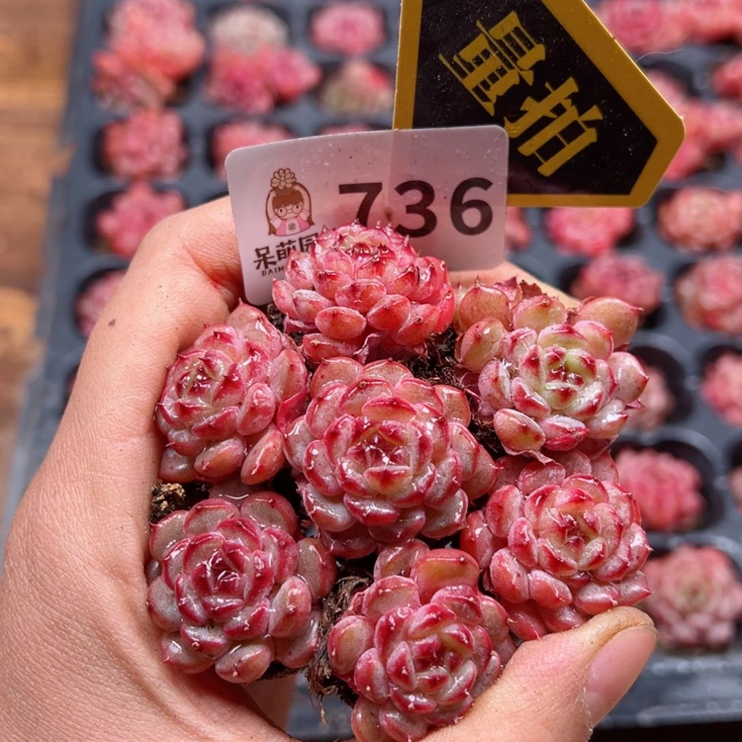 多肉植物多肉植物