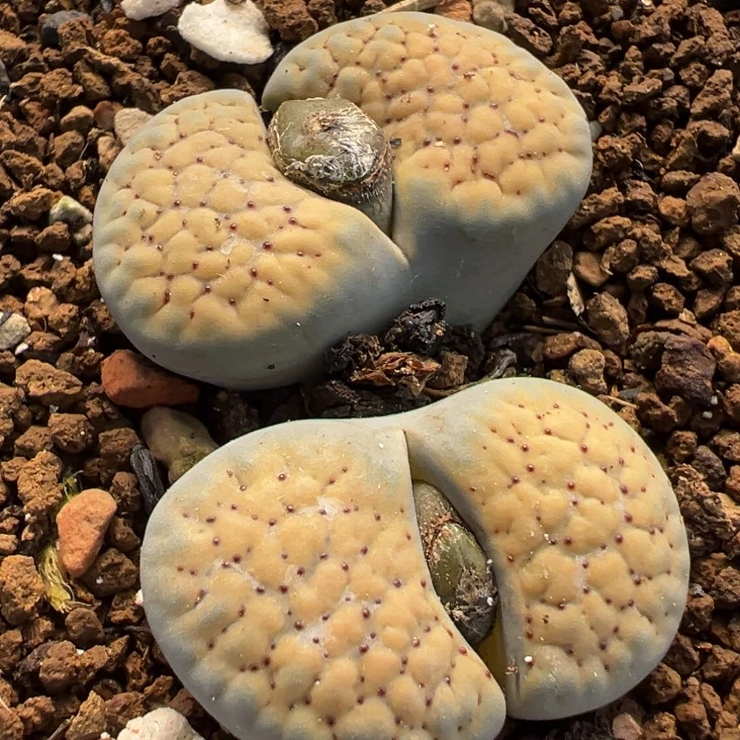 德州玫瑰多肉植物盆栽种植