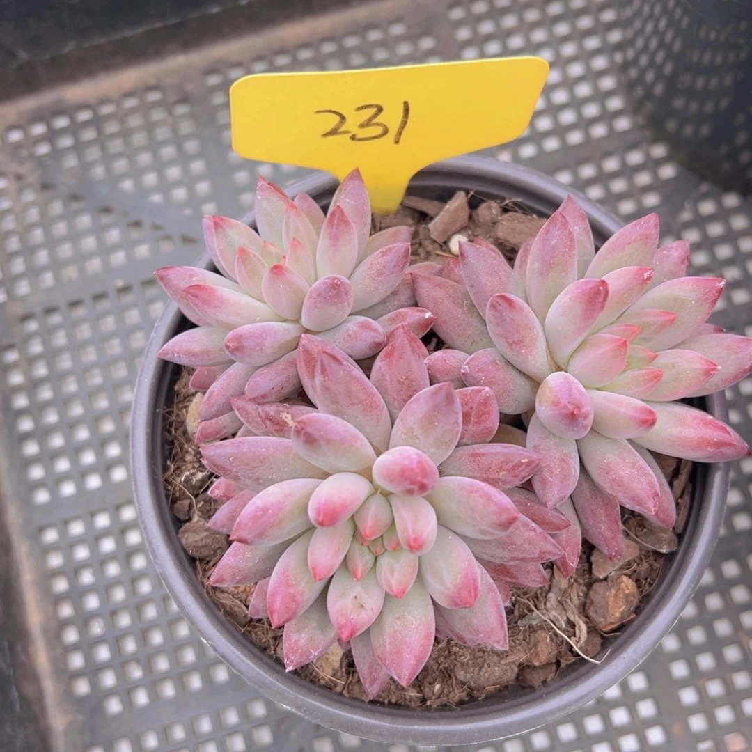 張*。福利来啦来了打脸的