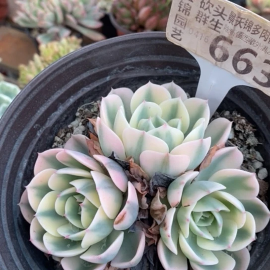 663一一一一一一一一一一一