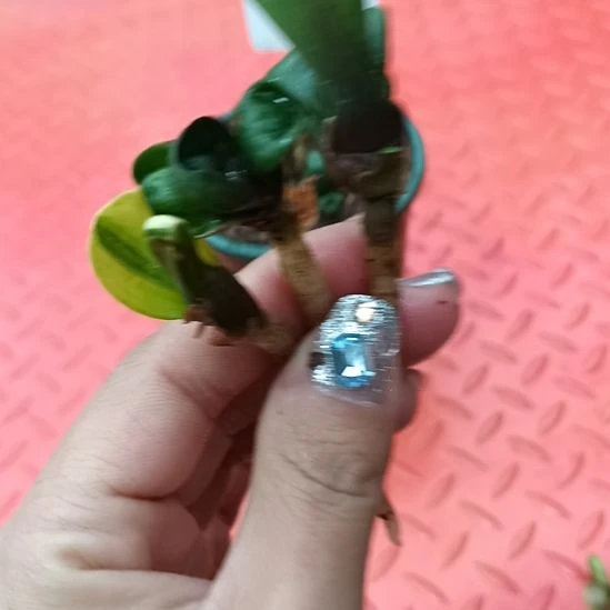 特色花卉君子兰小苗