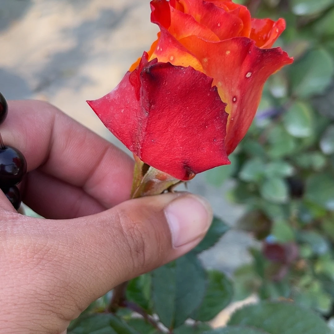 无花朵———-灯火 福利款