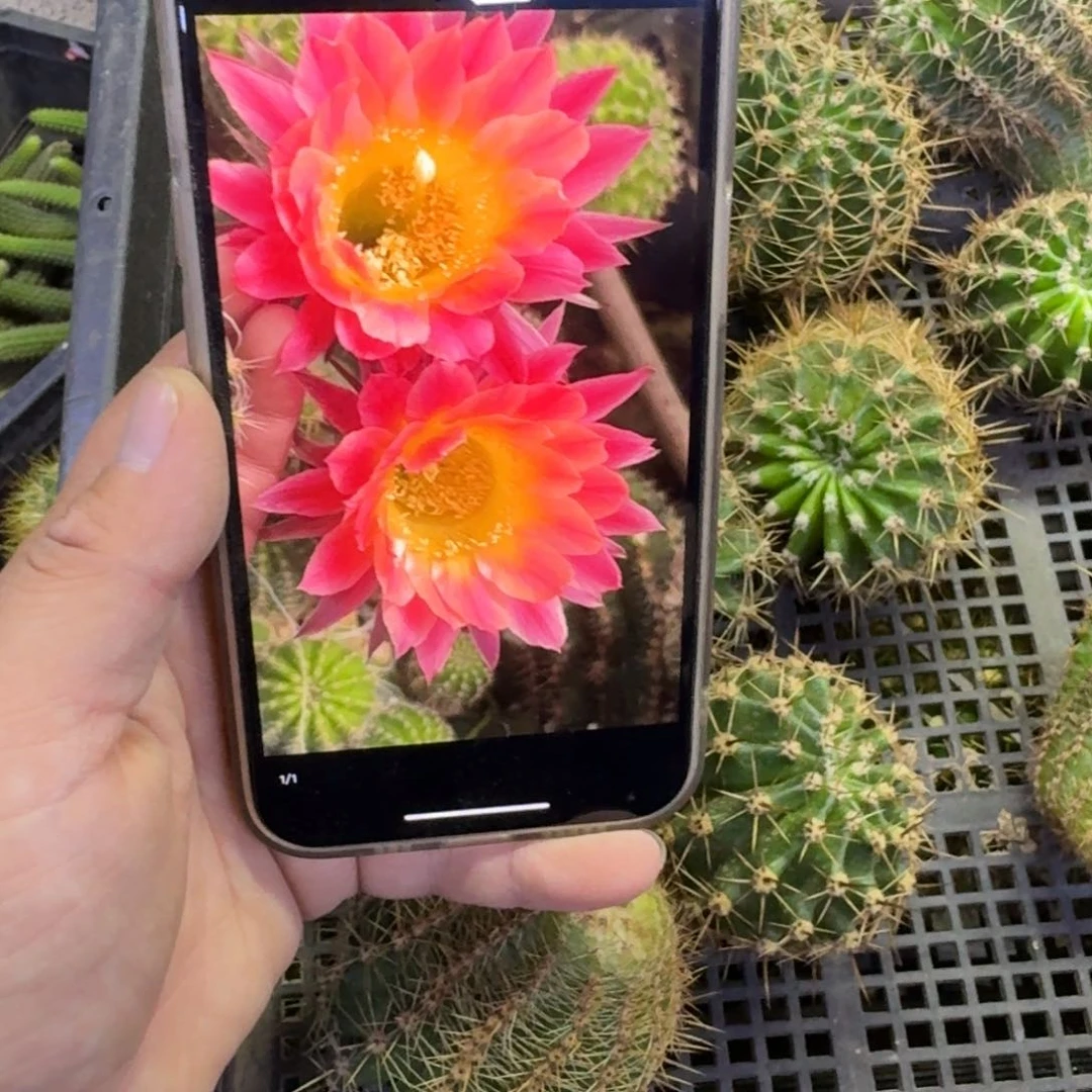 376彩草170歪无根侧牙4公分左右，20包邮