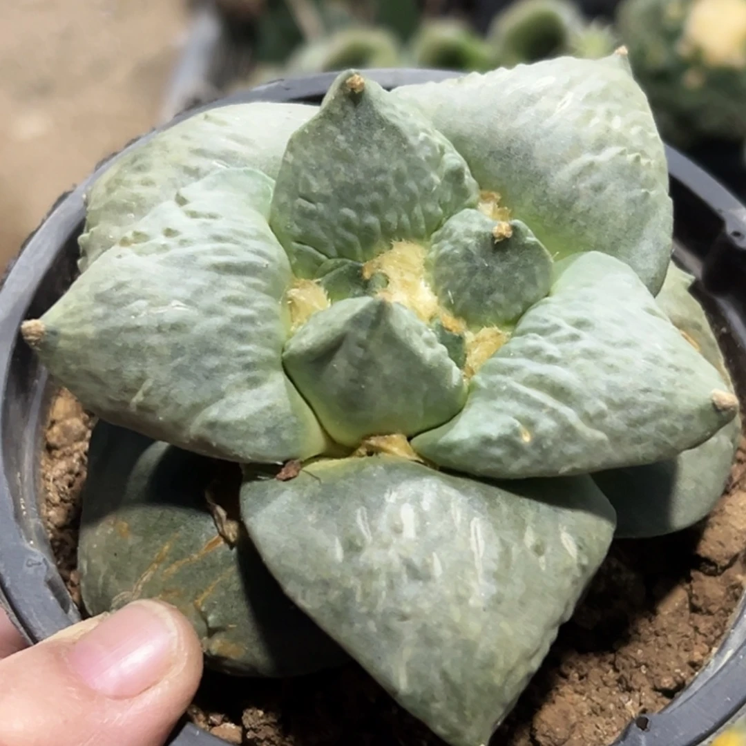 无花朵福利蓝白大尤牛舌怒牡丹833小瑕疵