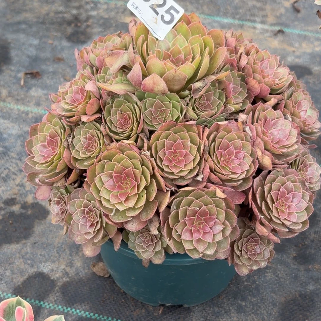 325红魔多肉植物多肉植物