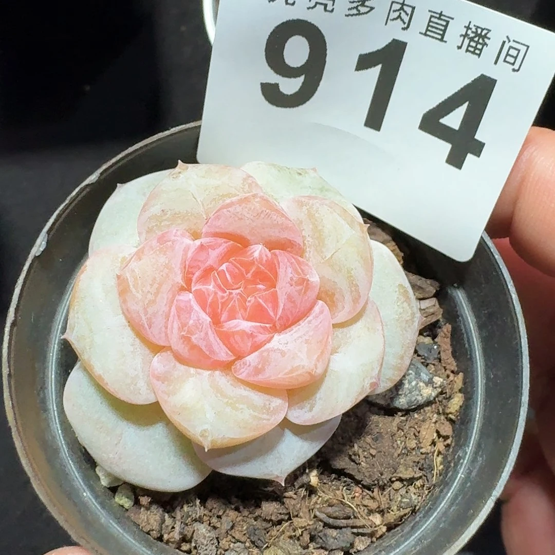 玉环            精美多肉植物