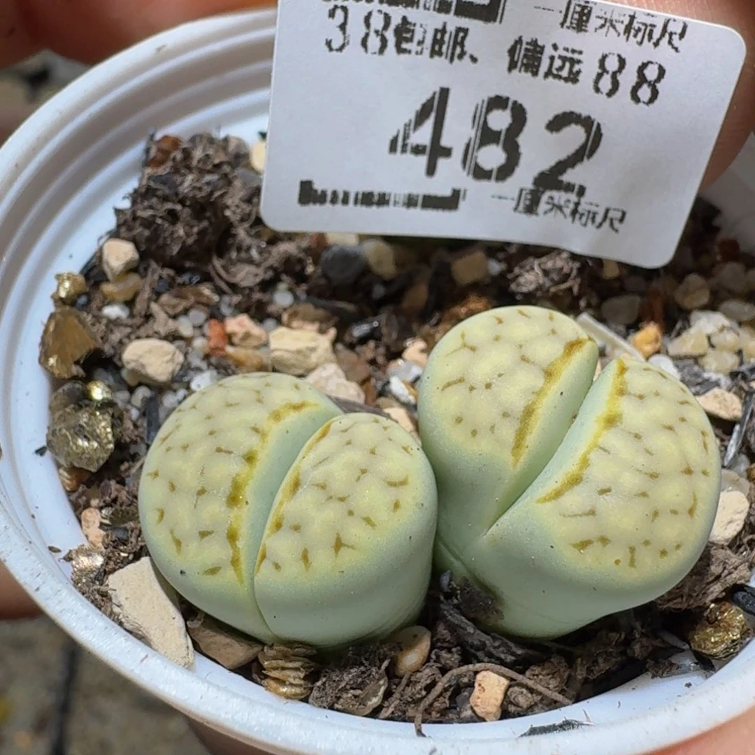 Ssss精品生石花482