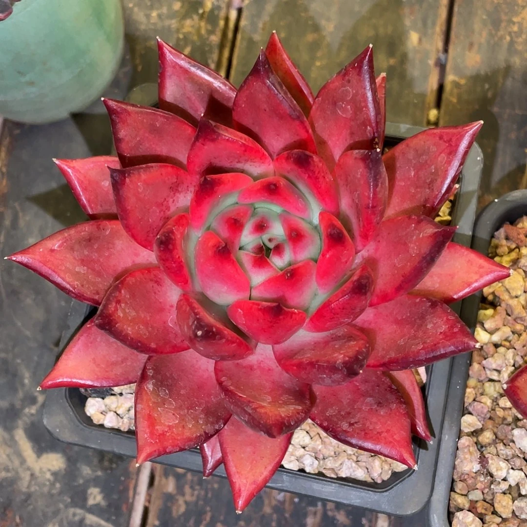 多肉植物一物一拍