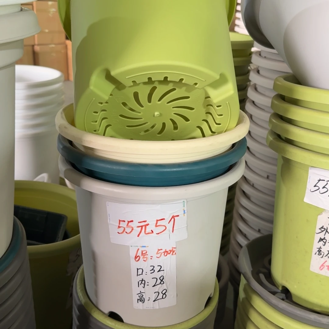 四季6号无拖果绿5个