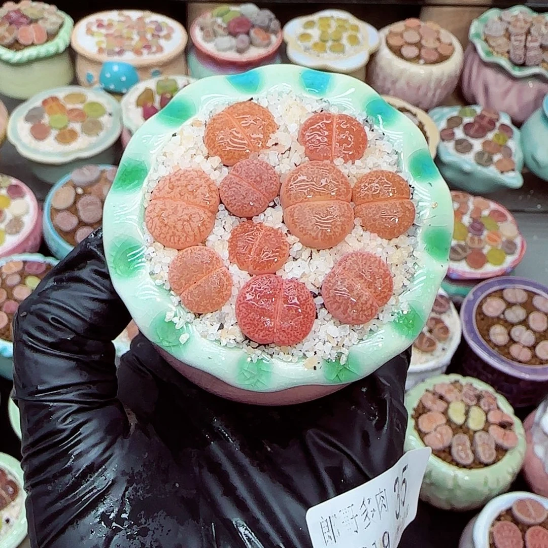 生石花满18包邮1219-35