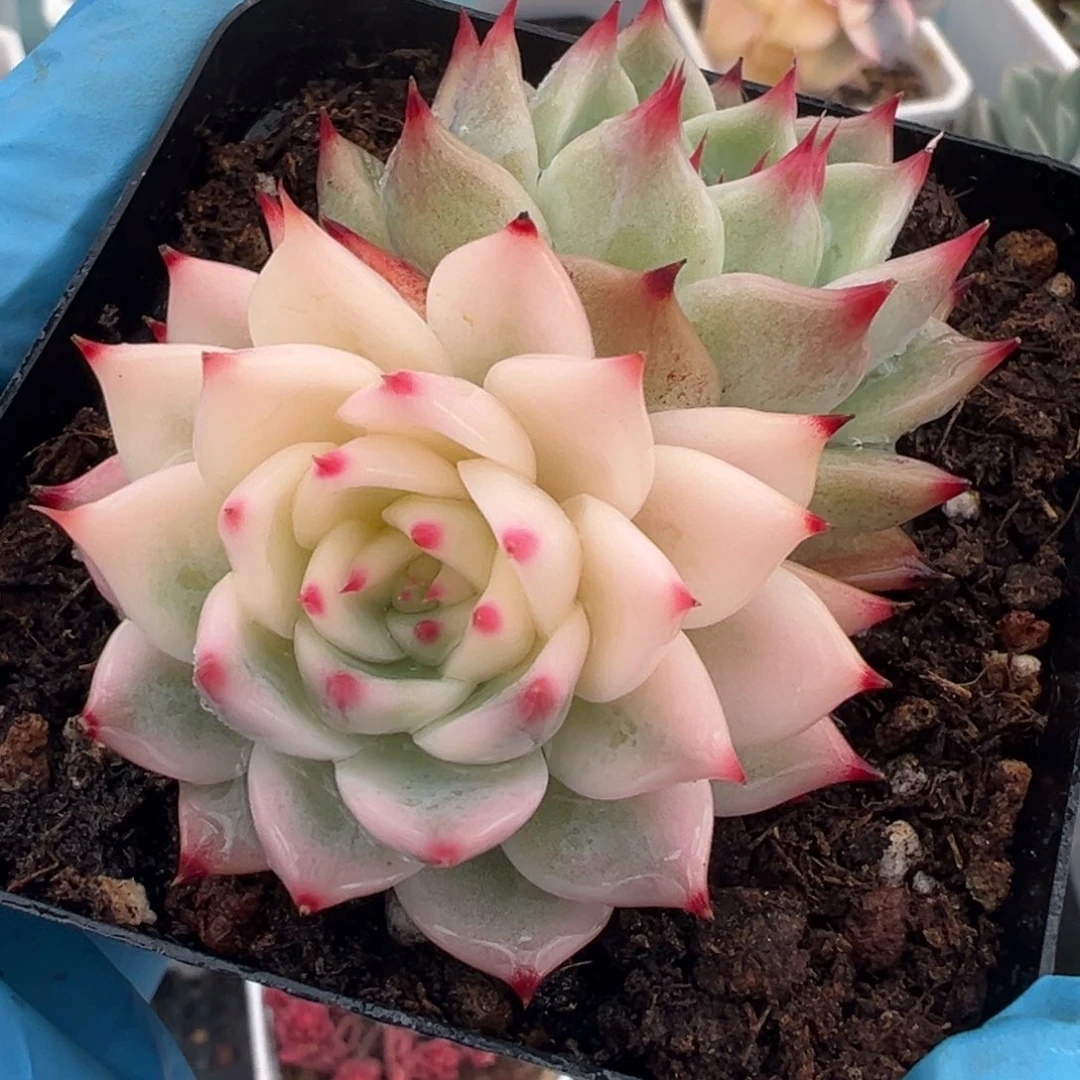 吉娃娃锦，阴阳锦