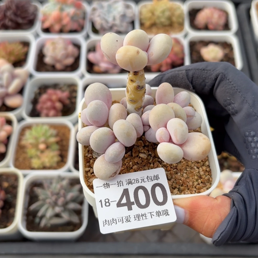 蛋黄奶无盆土发货