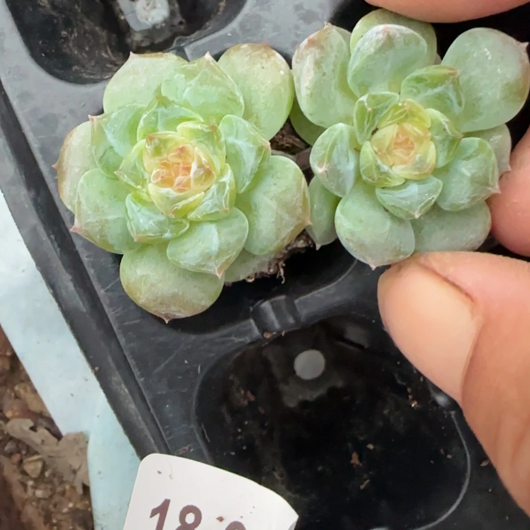 小卡拉米糖心一物一拍18-57