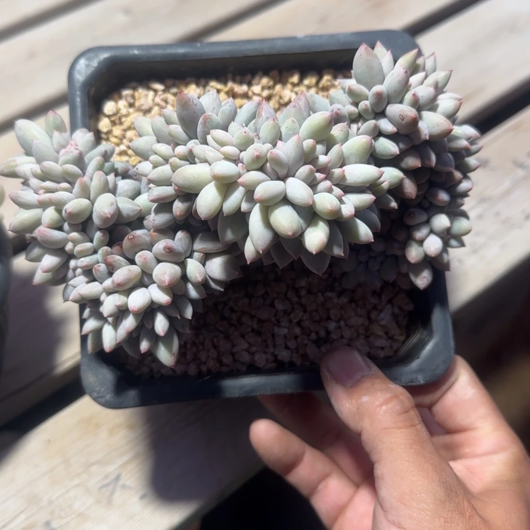 所罗门杂缀化五十包邮老桩