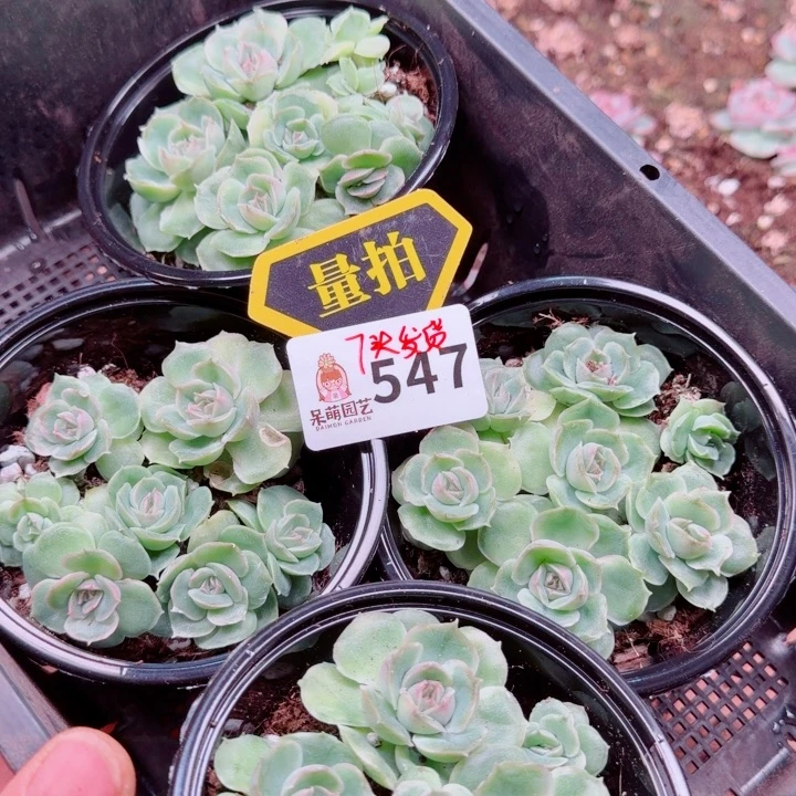 多肉植物多肉植物
