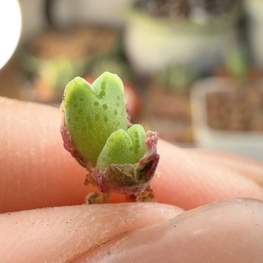 2.6.40＊985猪蹄宝宝