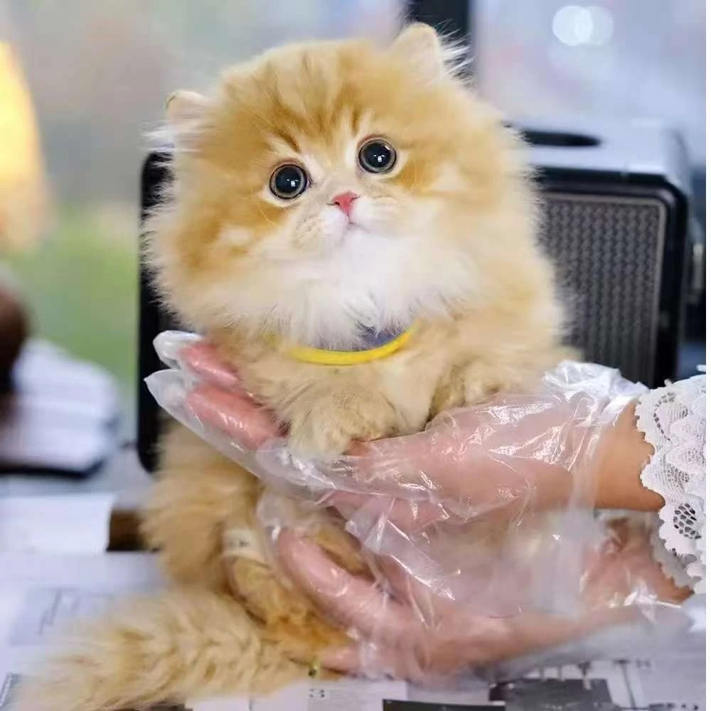 猫宠物猫出售宠物直播宠猫舍幼猫品种猫英短金渐层蓝金矮脚拿破仑