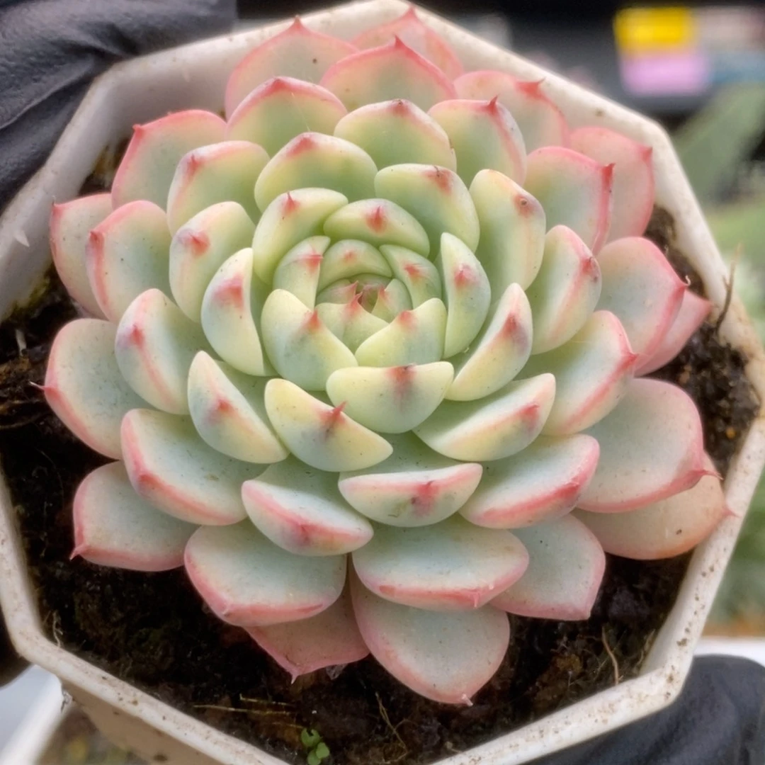 124姬莲锦锦锦锦锦锦锦