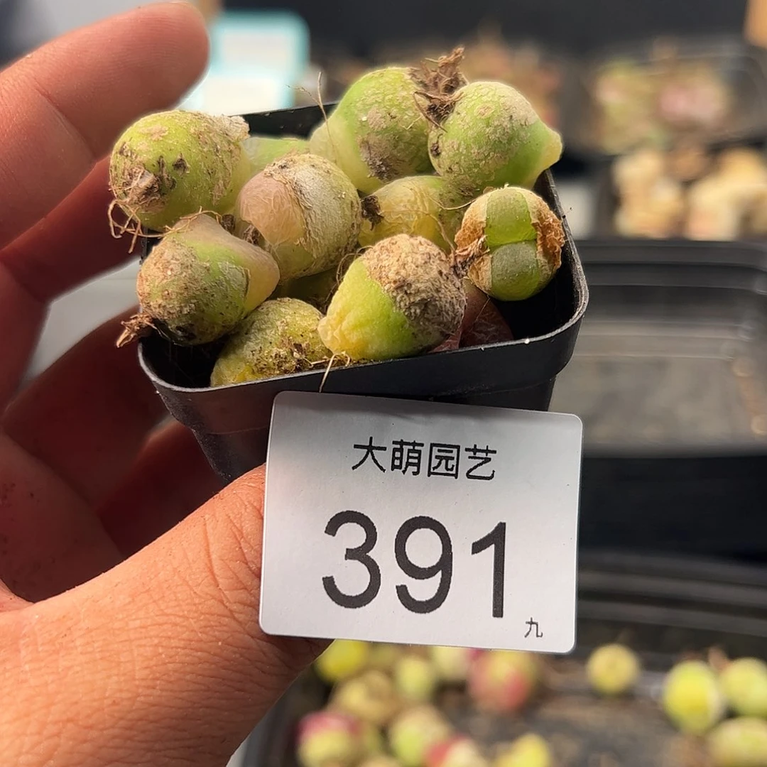 0000391 一物一拍……