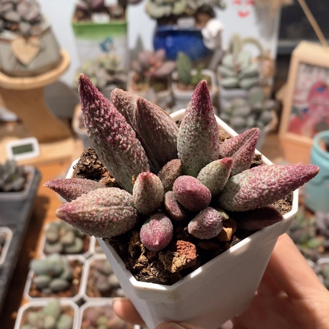 顺***，顺其自然水泡多肉植物