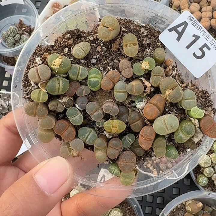 15多肉植物多肉植物