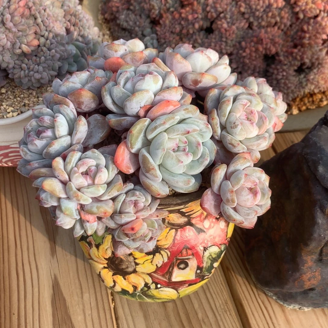 他*里橙子寄养多肉八块