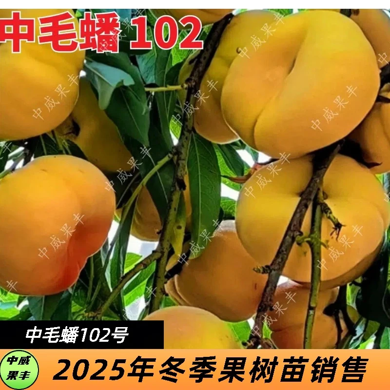 中蟠102毛蟠桃6月中下旬浓香浓甜果面鲜黄艳丽黄桃