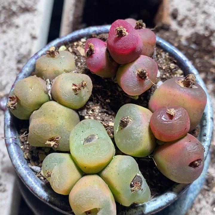 26227有伤一组一组