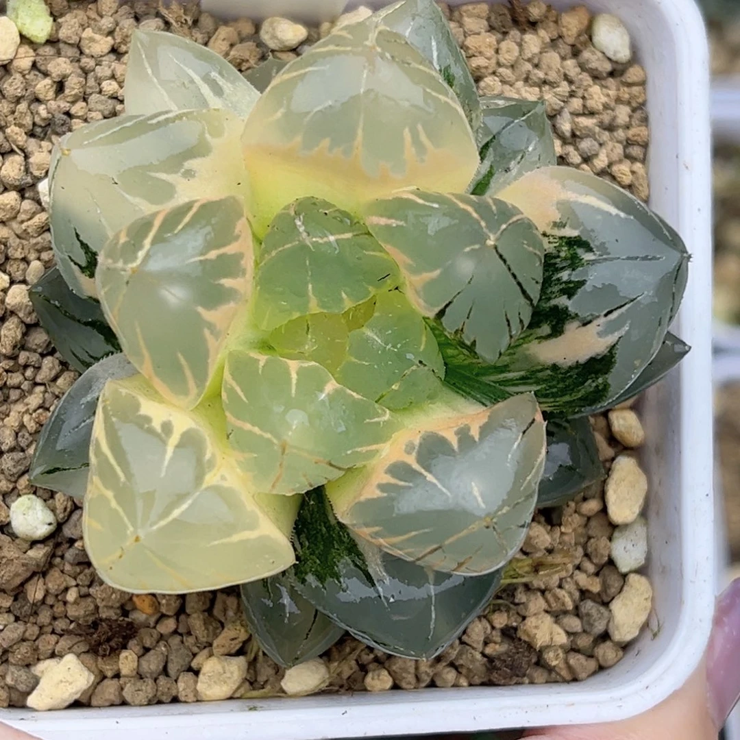 831巨大化糊斑水晶玉露锦福利专场