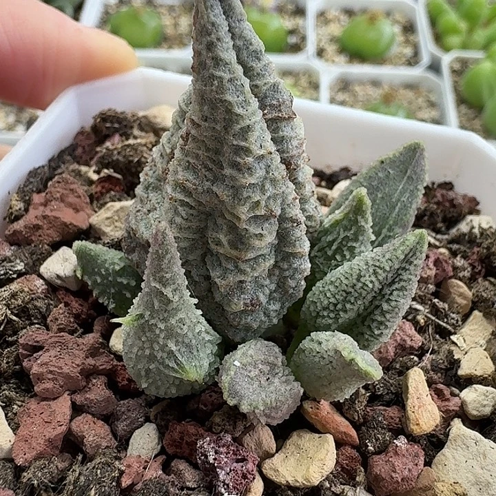 老马生石花冰激凌2350