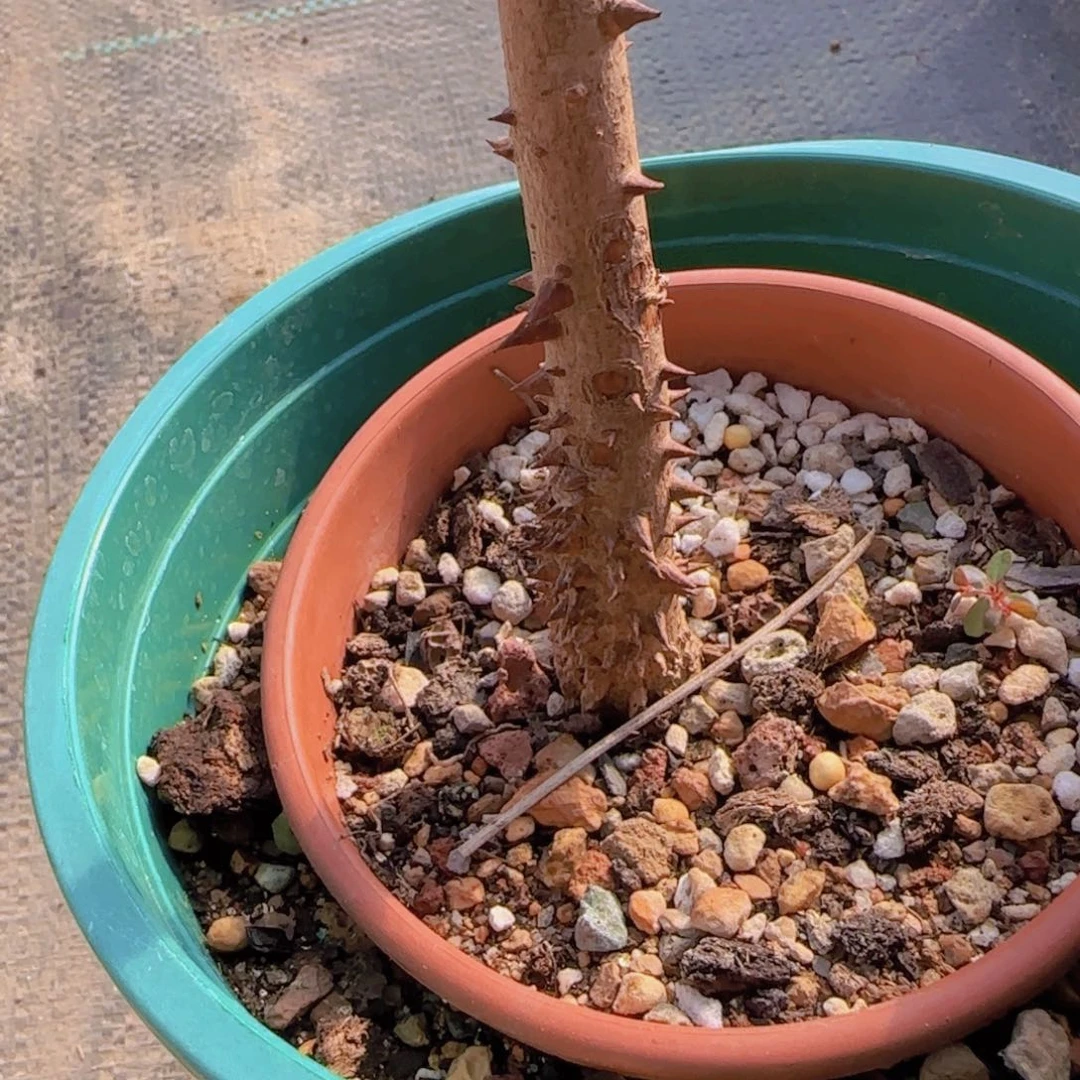 K***n块根植物块根植物