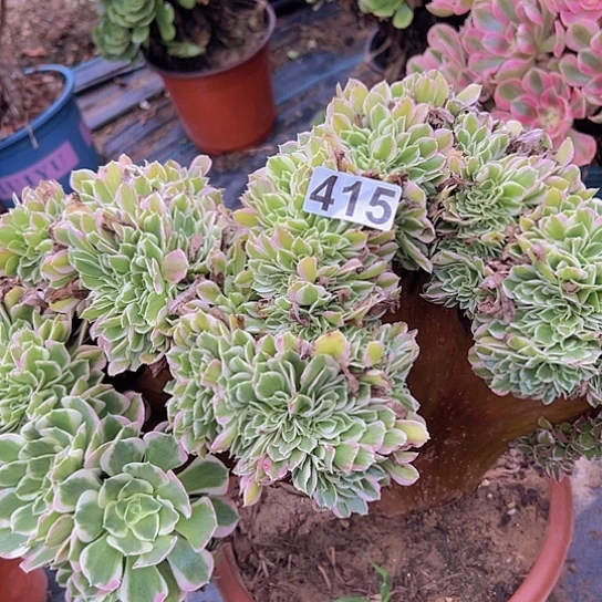 ◸***◹多肉植物一种白凤追