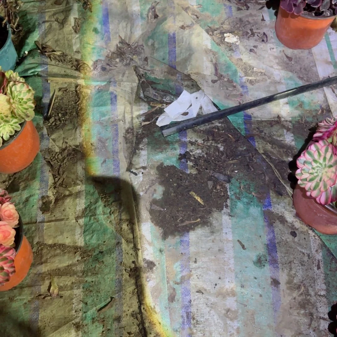 米****麻发货啊啊啊啊啊啊啊