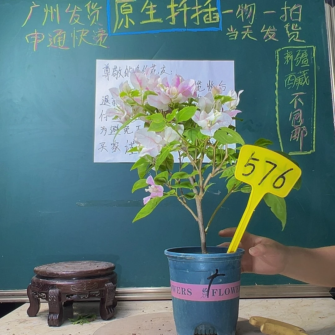 当前无花栽培后可以开花广红樱 576