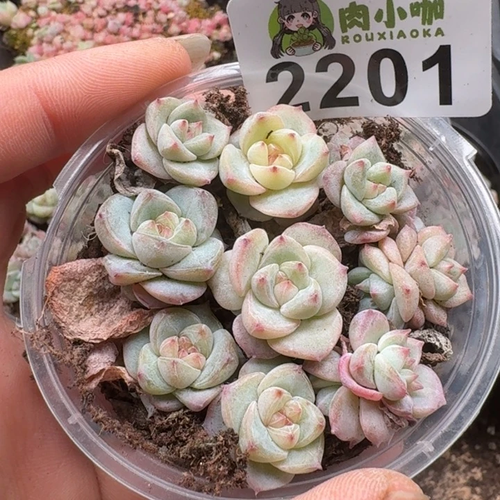无花朵多肉植物多肉植物