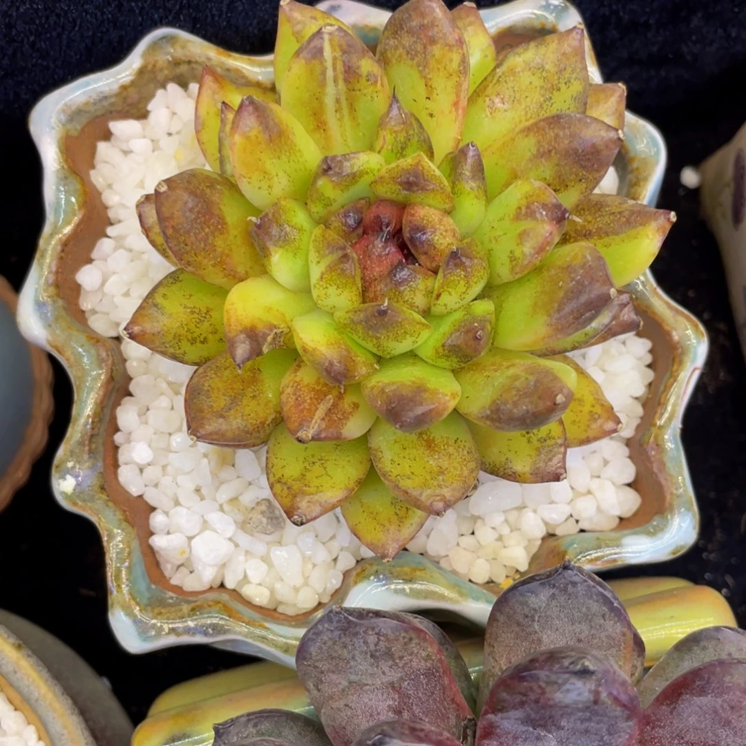 黄水晶石化带锦多肉植物盆栽