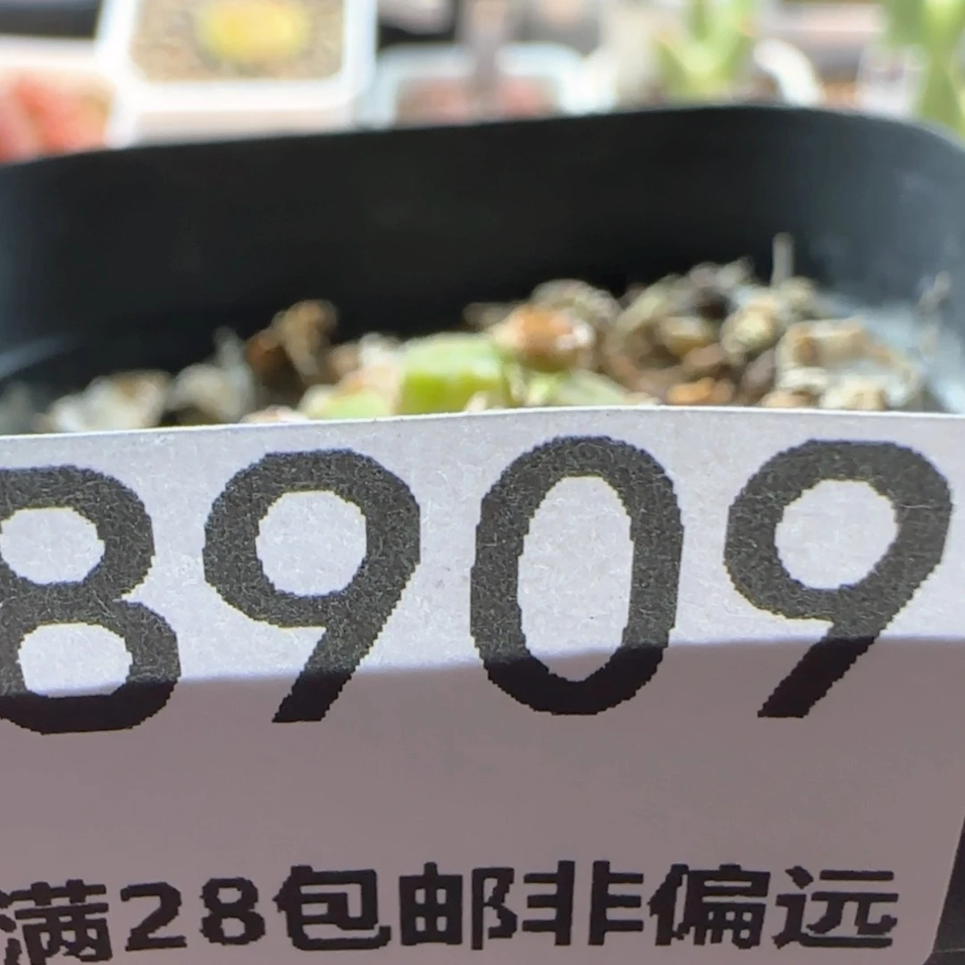 【闪购商品】一*″8909