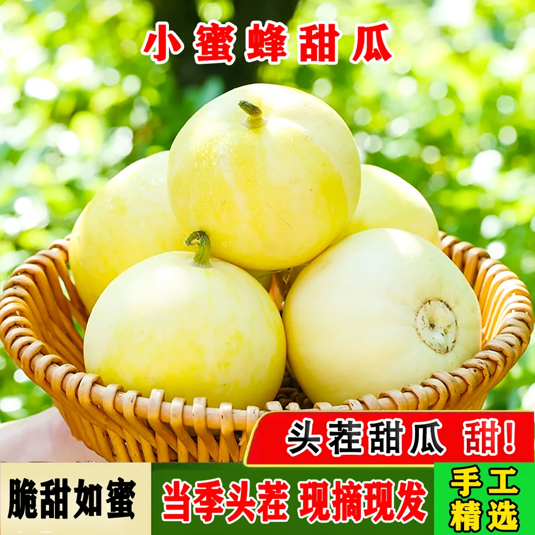 G2山东头茬小蜜罐小蜜蜂甜瓜甜瓜星甜20新鲜应季水果产地直发包邮