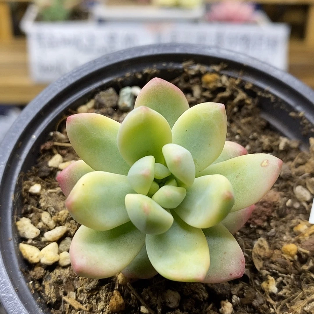 0381 香奈儿覆轮锦