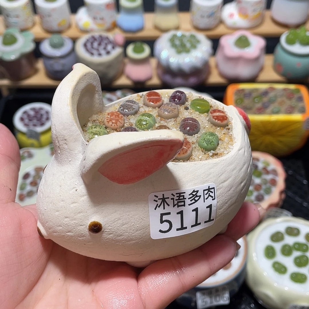 带盆土植物一物一拍5111