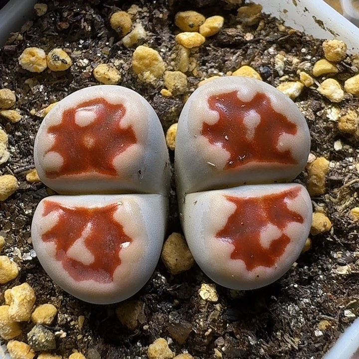 生石花1111212。   256