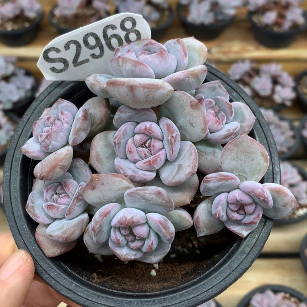 仙***蛋S2968 仙人 专拍突尼斯