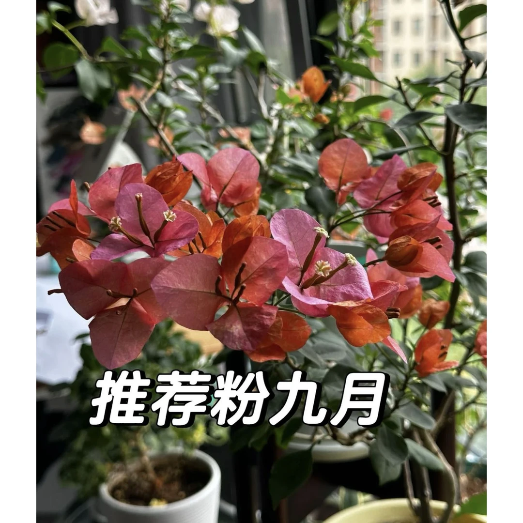 【新疆包邮】粉九月三角梅袋基地直发袋苗