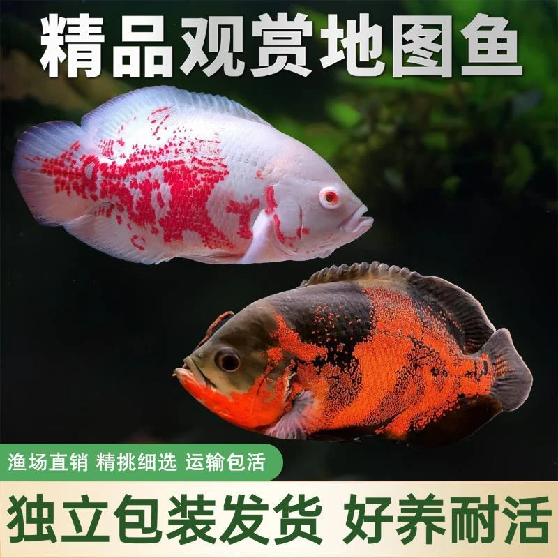 地图鱼猪仔鱼黑地图白地图热带观赏鱼大型淡水活体鱼好养易活包邮