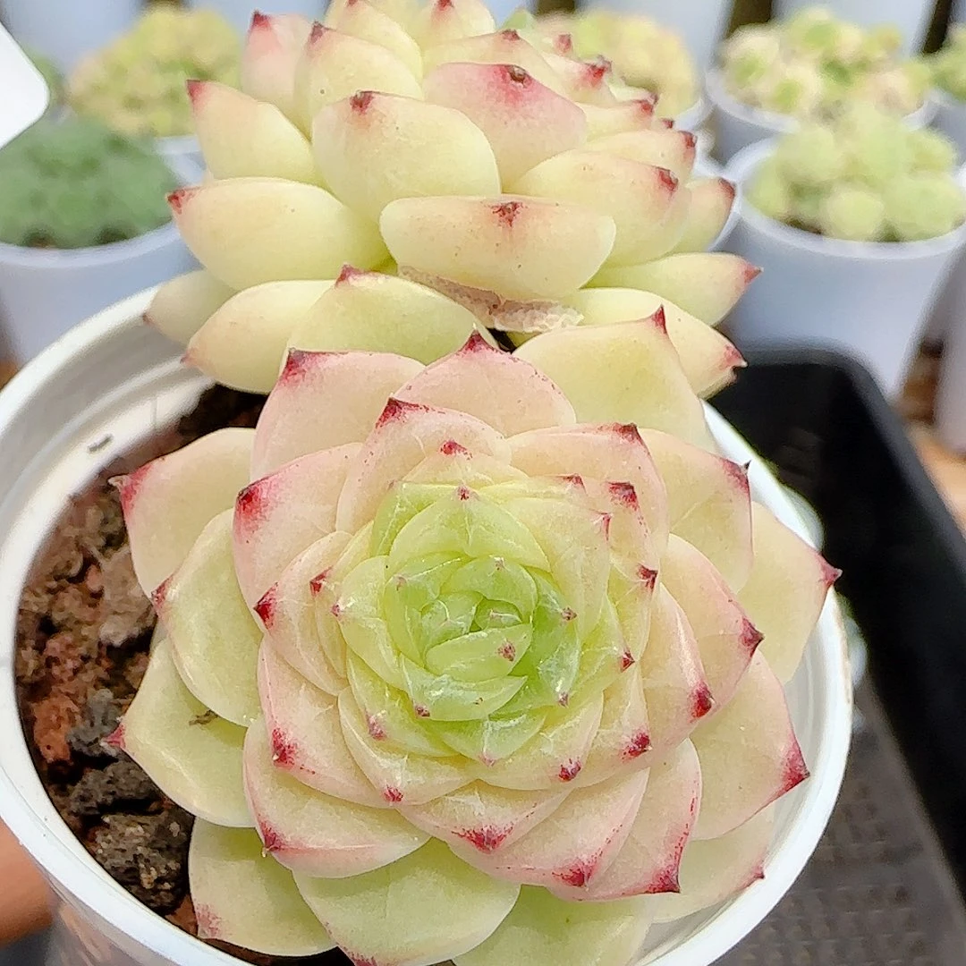 【闪购商品】0715-96小魔仙优选