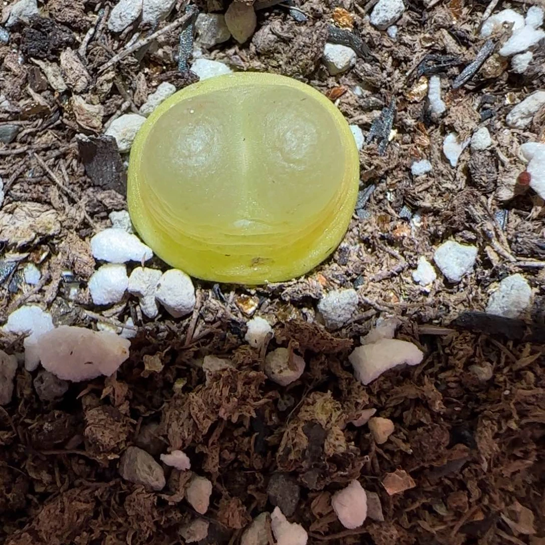 肉锥多肉植物百科-日式拉登1783