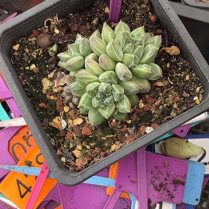 多肉植物雪花美人389