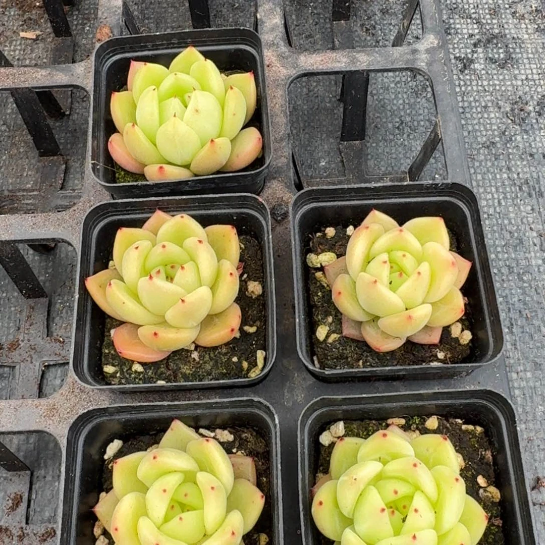 黄色香槟类小五颗量拍24-94