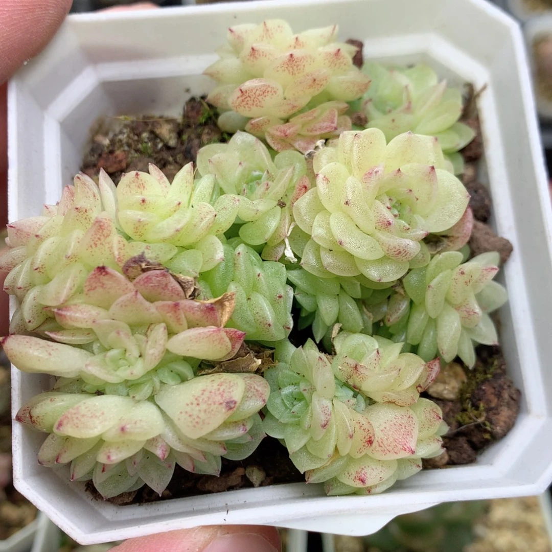 R89定繁优选编号麦杆S16